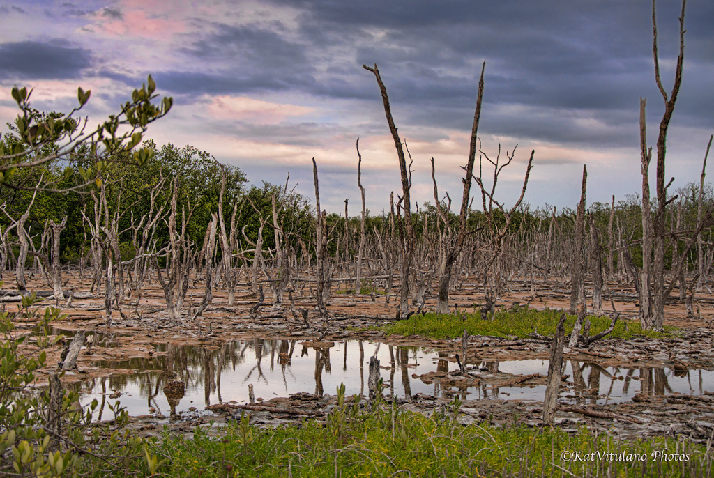 Florida Swamp